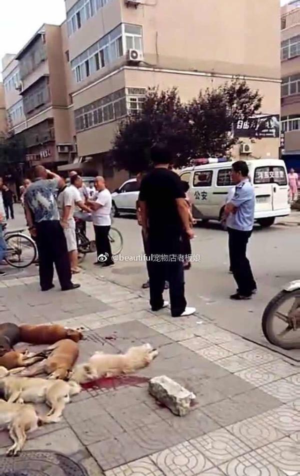 西安最严养犬令下多处流浪狗被打杀 回应:非限养办
