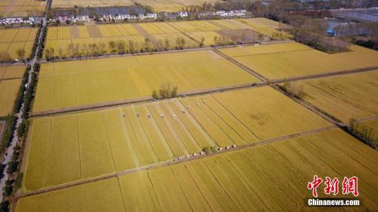 ԰һƬƣͬһɫĵ̺ϵ 