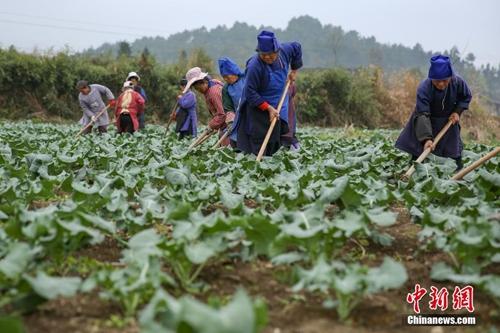资料图,春分时节农事忙。<a target='_blank' href='http://www.chinanews.com/'>中新社</a>记者 贺俊怡 摄 点击进入下一页