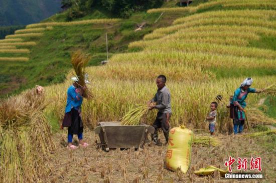 9月17日,贵州省榕江县阳开梯田,苗族民众在田间收割稻谷。金秋时节,贵州各地进入秋收繁忙时节,民众抢抓农时,喜迎丰收。<a target='_blank' href='http://www.chinanews.com/'>中新社</a>记者 贺俊怡 摄 点击进入下一页