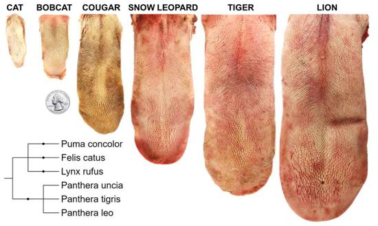 �����ң���Щ��ͷ���ڣ�è������Ұè������ʨ��ѩ�����ϻ���ʨ��