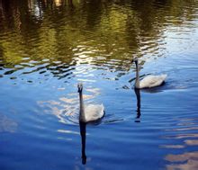 天鹅湖 天鹅湖