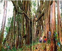 独树成林 独树成林