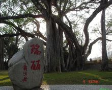 独树成林 独树成林