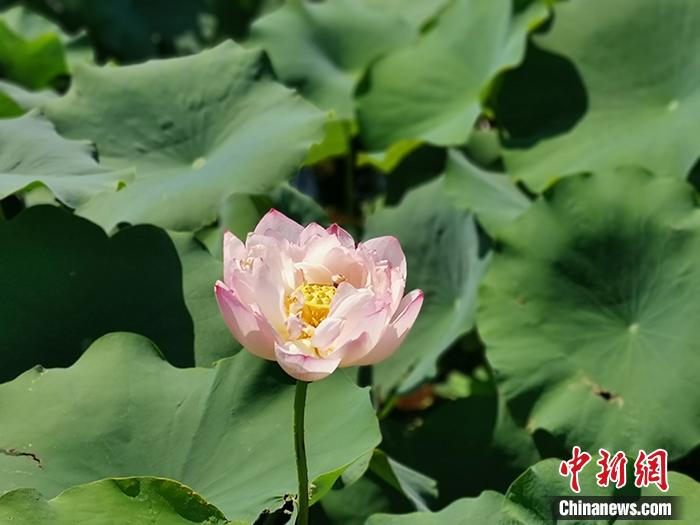 ���������һҳ